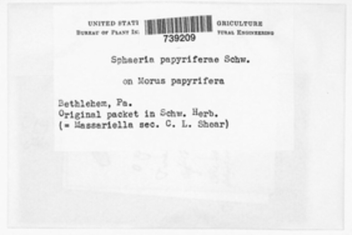 Sphaeria papyriferae image